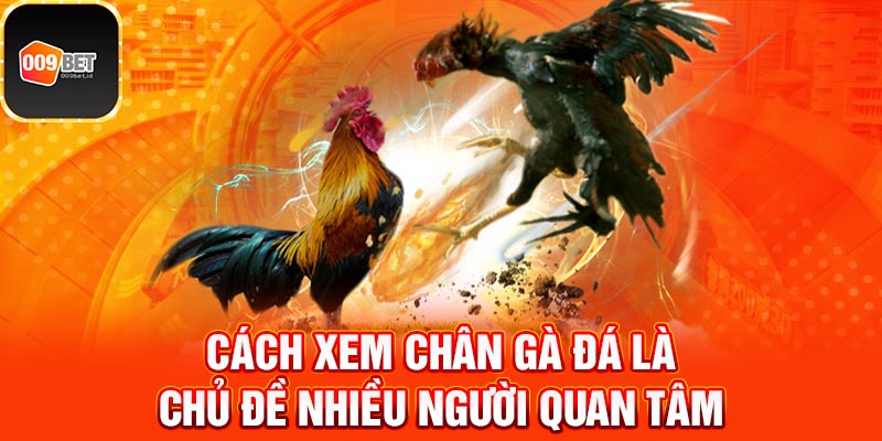 Cách xem chân gà đá 2