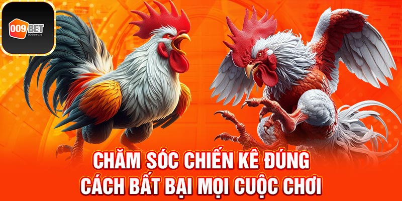 Cách xem màu gà đá 4