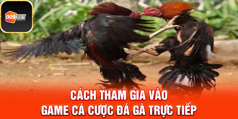 đá gà Mỹ trực tiếp  3