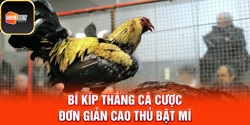 đá gà qua mạng 4