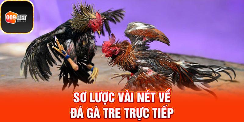 đá gà tre trực tiếp 2
