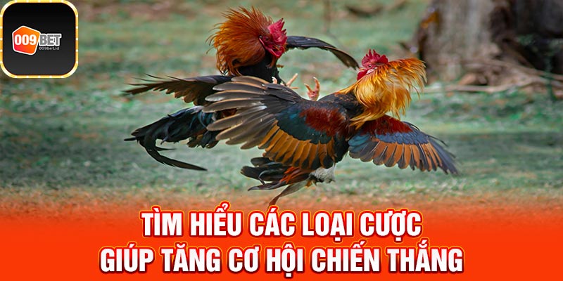 đá gà tre trực tiếp 3